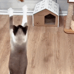 Interactive Bird Simulation Cat Toy Set | PurrHub