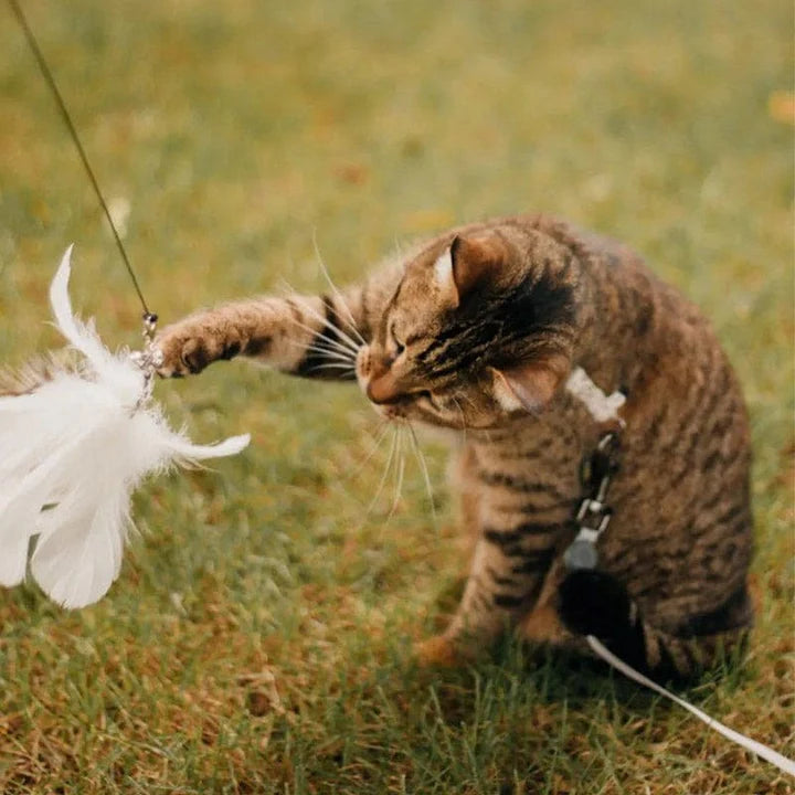 Interactive Bird Simulation Cat Toy Set | PurrHub