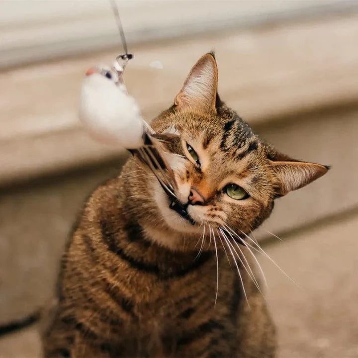 Interactive Bird Simulation Cat Toy Set | PurrHub